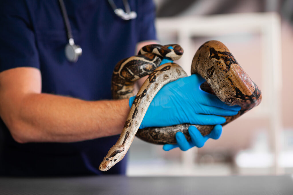 Yılanlarda Ağız Çürümesi - The Vets Hub Veteriner Kliniği İzmir