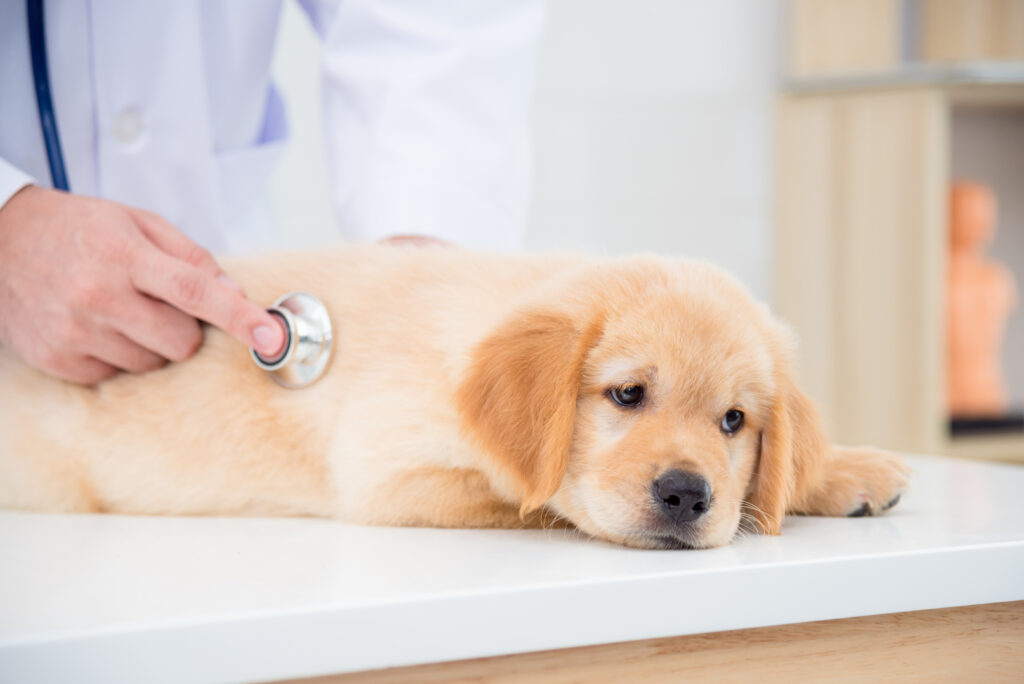 Köpeklerde Parvovirüs - The Vets Hub Veteriner Kliniği İzmir