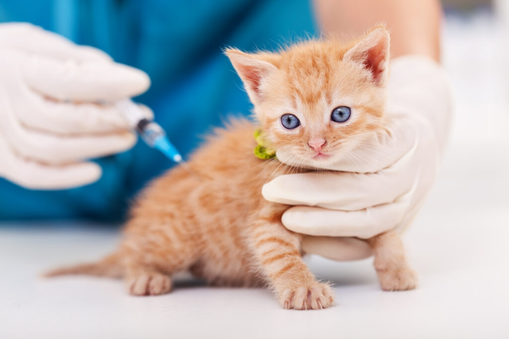 Kedi Aşı Takvimi Karma Aşı Nedir, Ne Zaman Yapılır? - The Vets Hub