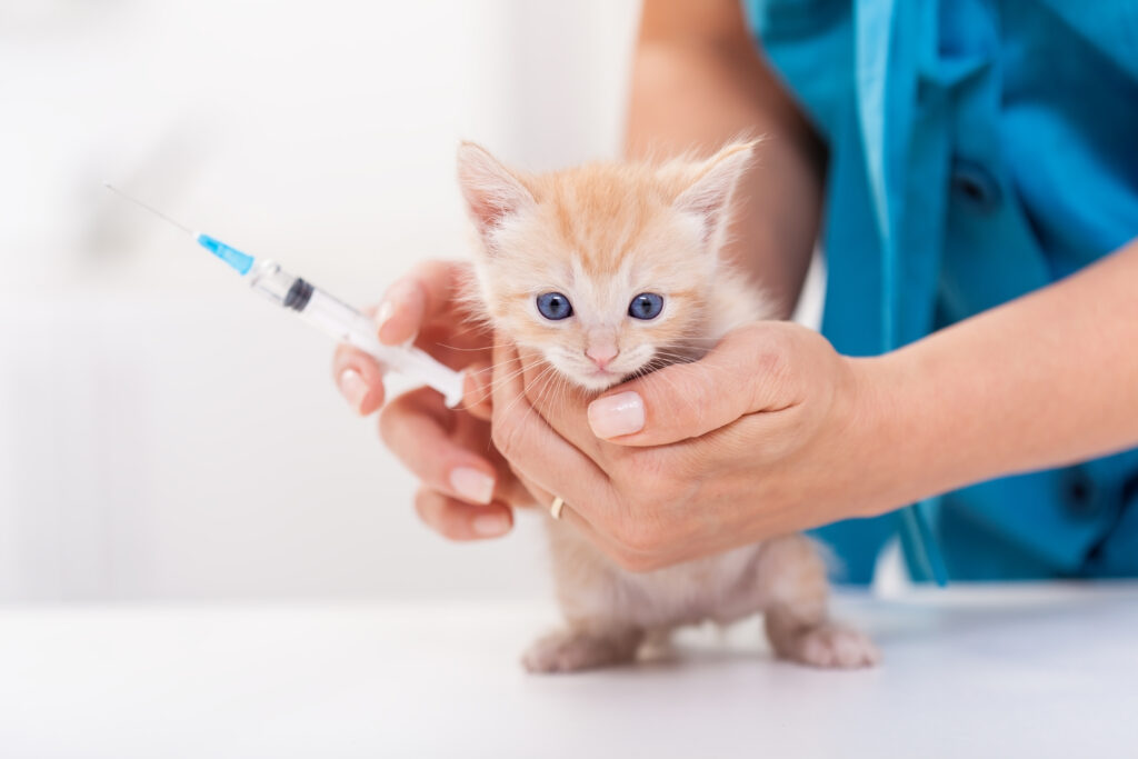 Kedilerde Panlökopeni - The Vets Hub Veteriner Kliniği İzmir