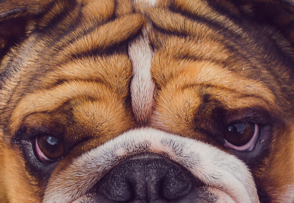 İngiliz Bulldog - The Vets Hub Veteriner Kliniği İzmir