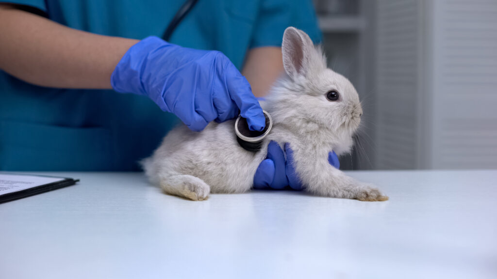 Egzotik Hayvan Hastalıkları - The Vets Hub İzmir Veteriner