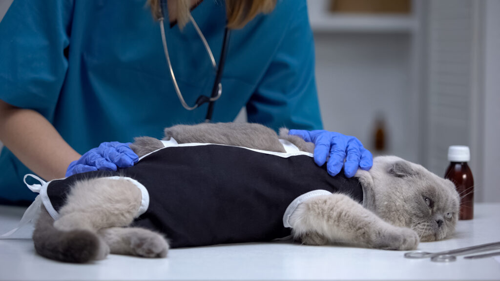 Kedilerde Ani Arka Bacak Felci - The Vets Hub Veteriner Kliniği İzmir