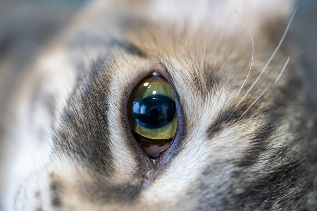 Kedilerde Katarakt - The Vets Hub Veteriner Kliniği İzmir