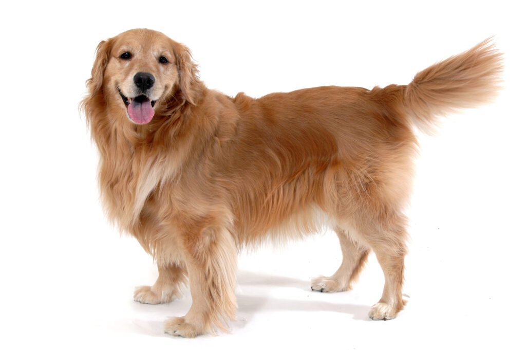 Köpek Beden Dili Köpeğiniz Size Ne Anlatıyor? - The Vets Hub