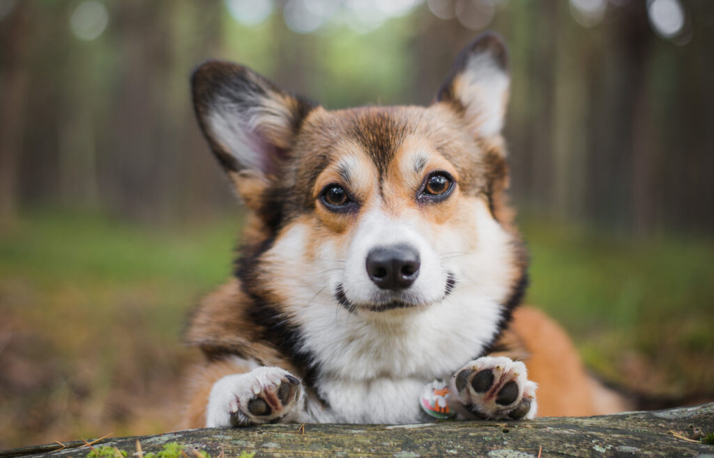 Corgi - The Vets Hub Veteriner Kliniği İzmir