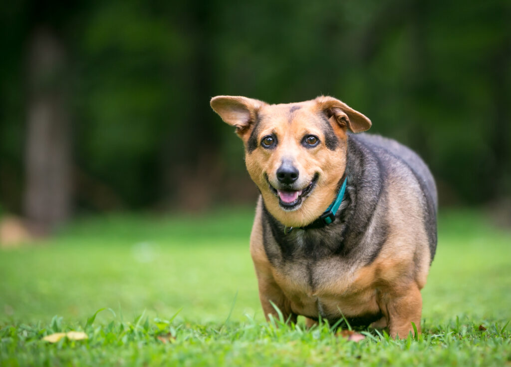 Köpeklerde Obezite - The Vets Hub Veteriner Kliniği İzmir