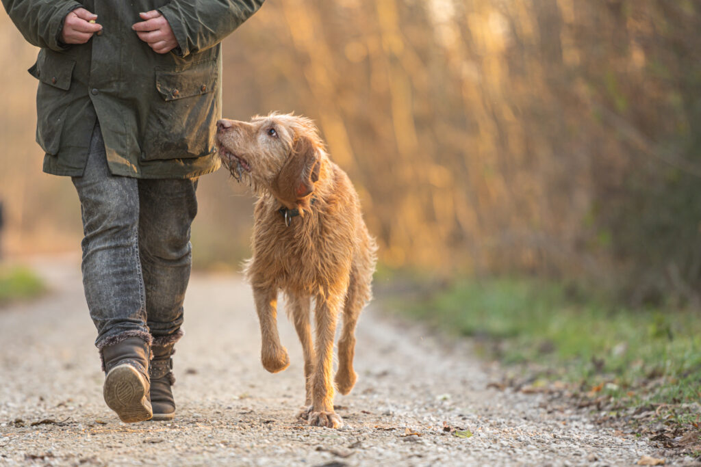 Köpeklerde Kızgınlık Dönemi Belirtileri ve Süresi - The Vets Hub