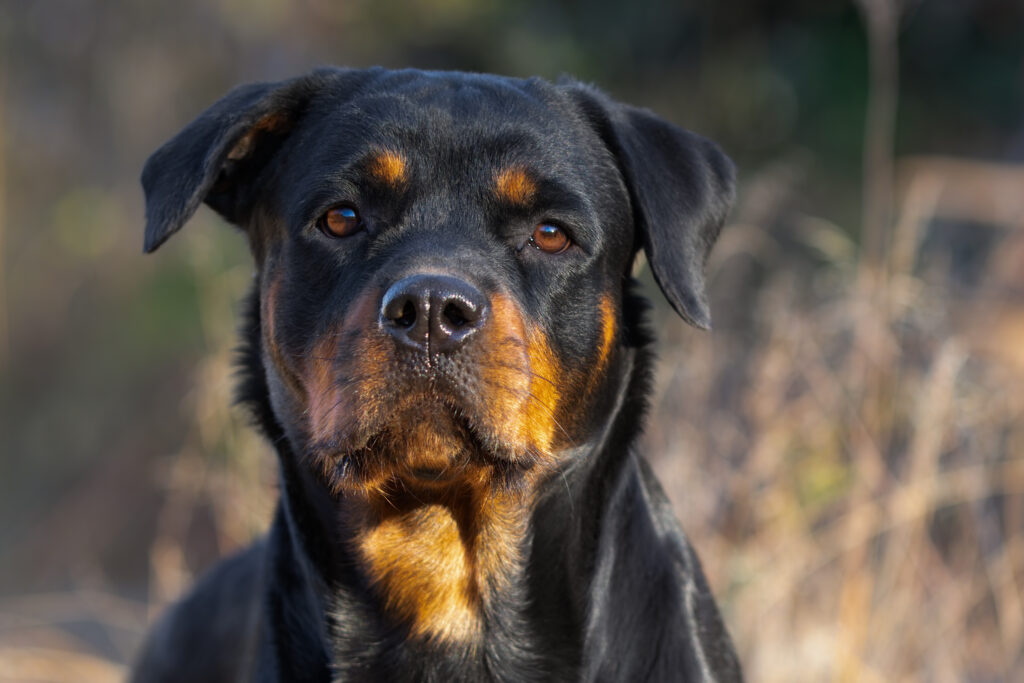 Rottweiler - The Vets Hub Veteriner Kliniği İzmir
