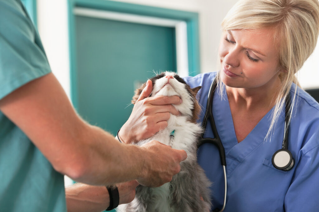 Kedilerde FIV - The Vets Hub Veteriner Kliniği İzmir