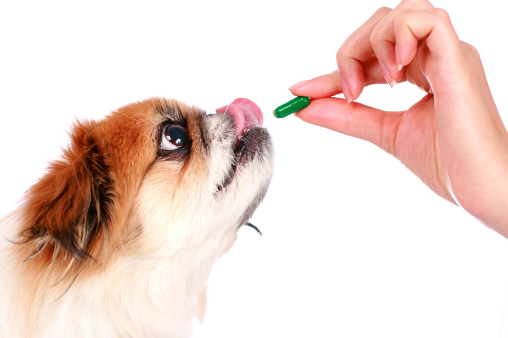 Köpeklerde İç Parazitler - The Vets Hub Veteriner Kliniği İzmir