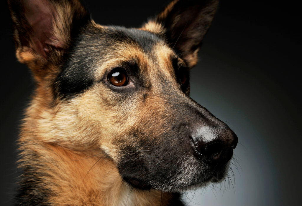 Alman Çoban Köpeği - The Vets Hub Veteriner Kliniği İzmir