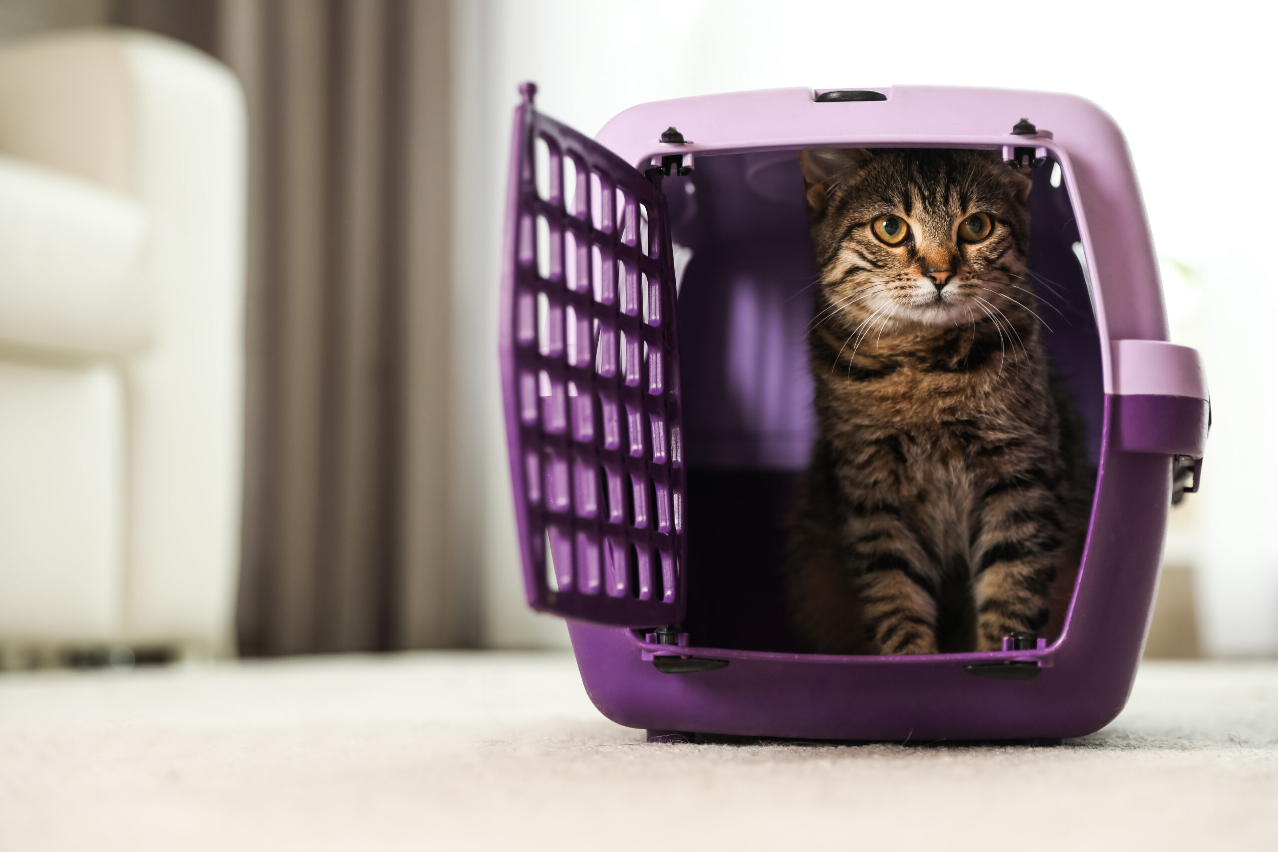 Pet Taksi - The Vets Hub İzmir