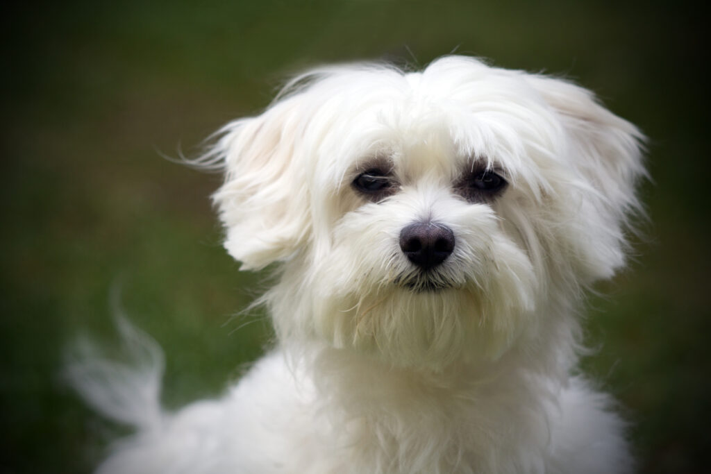 Maltese Terrier - The Vets Hub Veteriner Kliniği İzmir