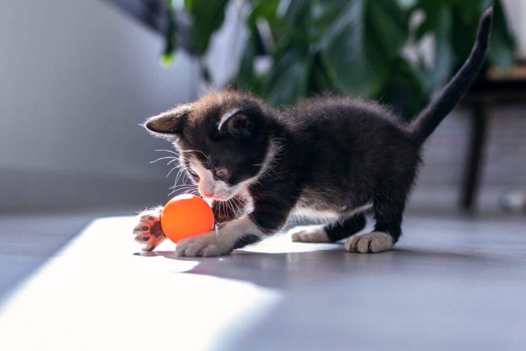 Kedi Rehberi - The Vets Hub İzmir Veteriner