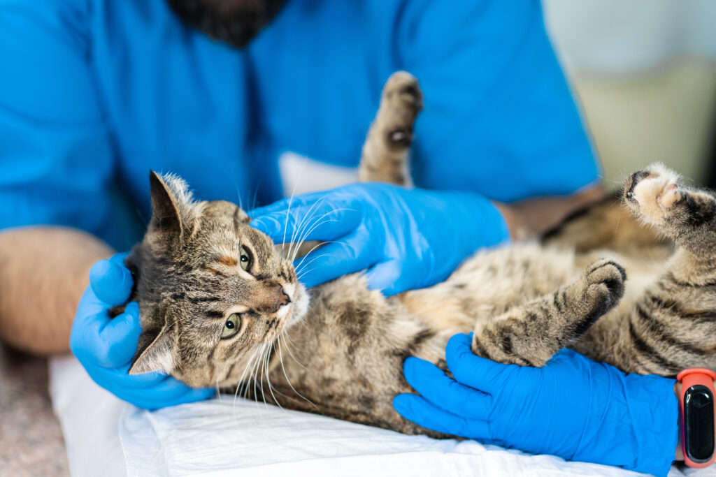 Kedilerde Gastrit - The Vets Hub Veteriner Kliniği İzmir
