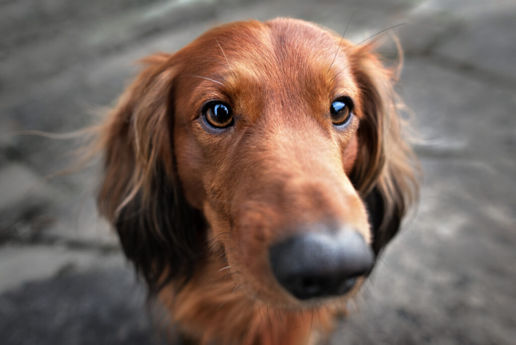 Dachshund (Sosis Köpek) - The Vets Hub Veteriner Kliniği İzmir