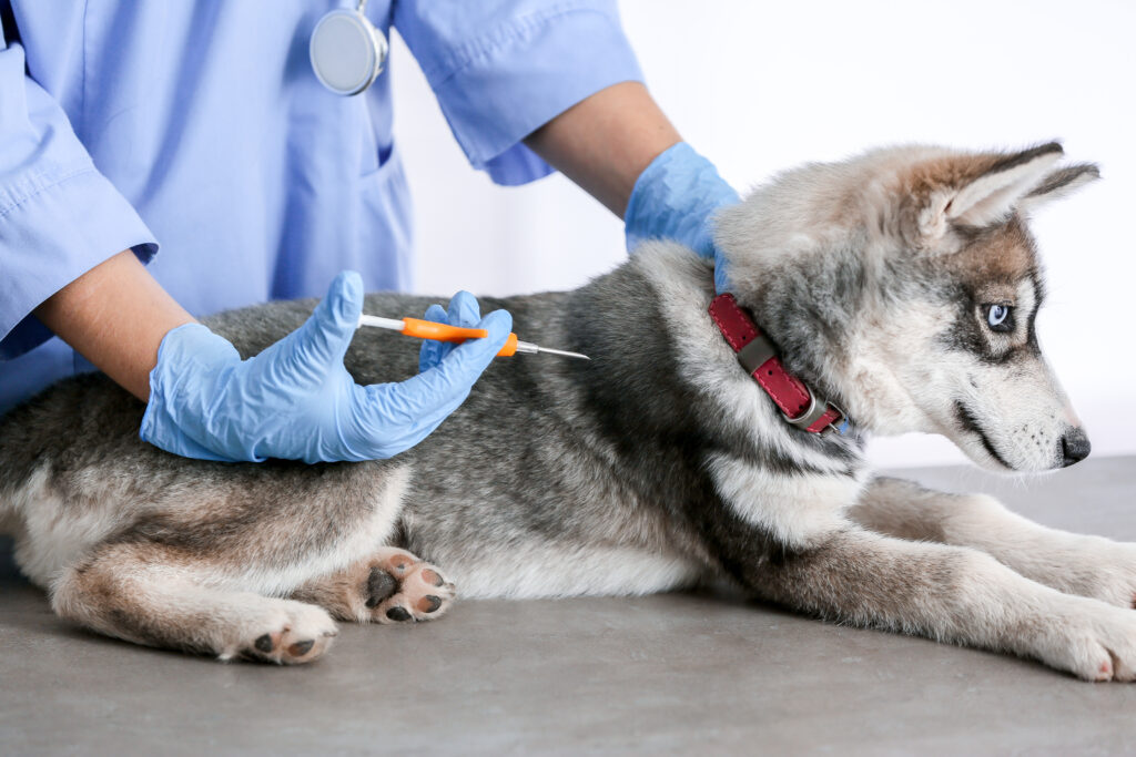 Köpeklerde Diyabet - The Vets Hub Veteriner Kliniği İzmir
