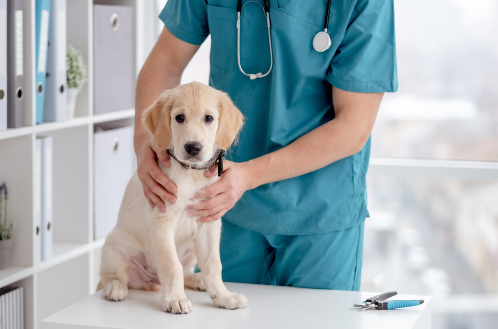 Köpeklerde Düzenli Check-up Neden Önemli? - The Vets Hub