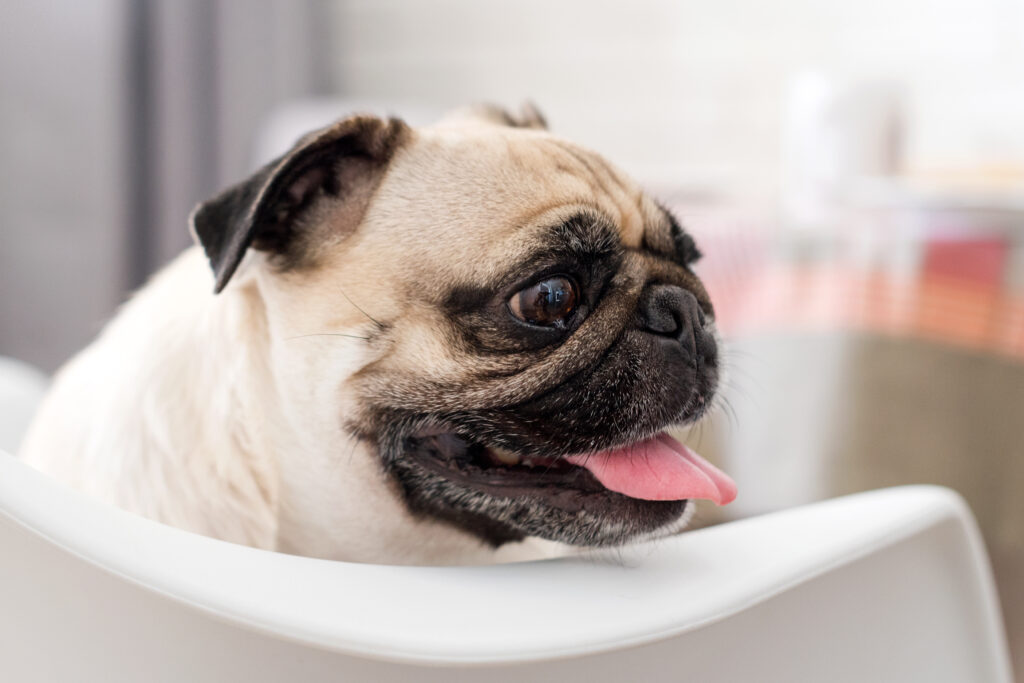 Köpeklerde Brakisefalik Sendrom - The Vets Hub Veteriner Kliniği İzmir