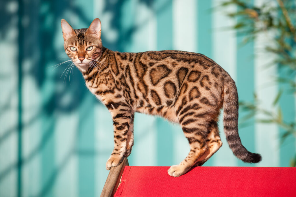 Bengal Kedisi - The Vets Hub Veteriner Kliniği İzmir