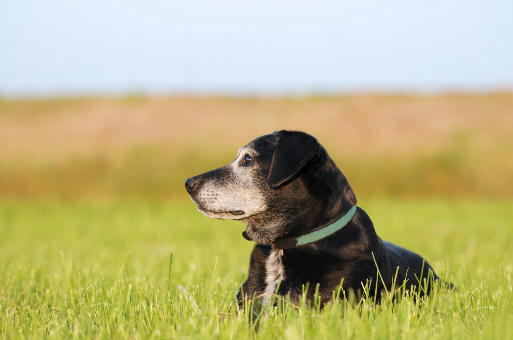 Köpeklerde Böbrek Yetmezliği - The Vets Hub Veteriner Kliniği İzmir