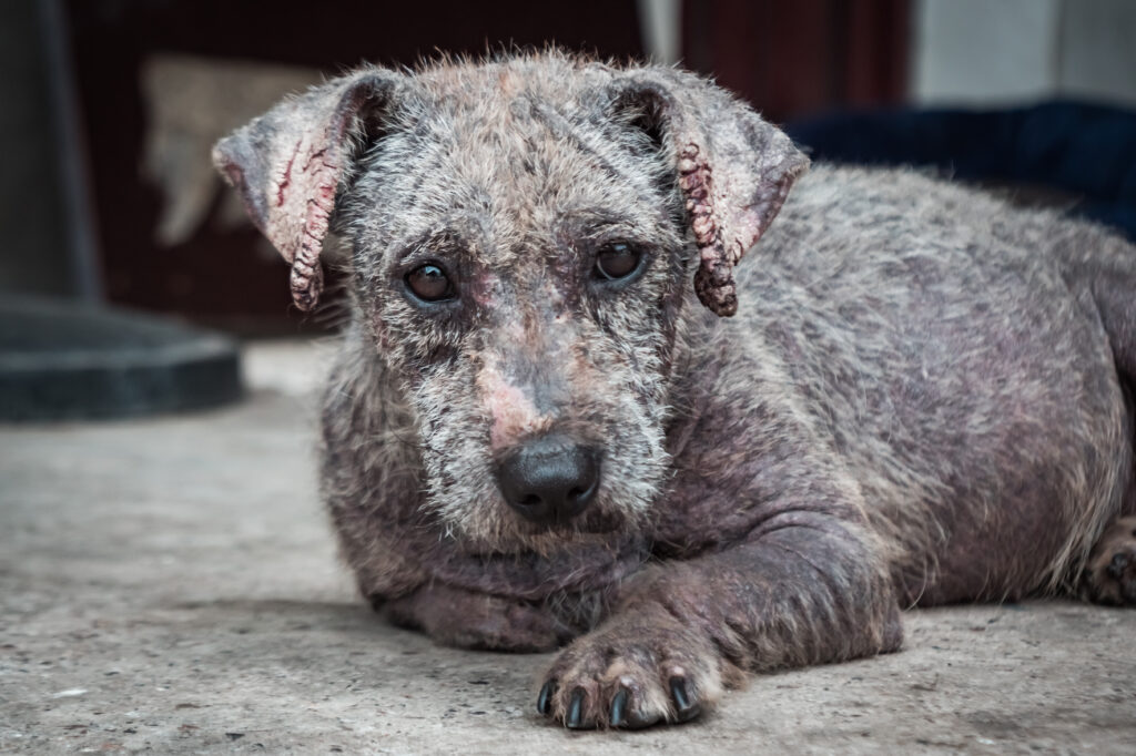 Köpeklerde Sarkoptik Uyuz - The Vets Hub Veteriner Kliniği İzmir