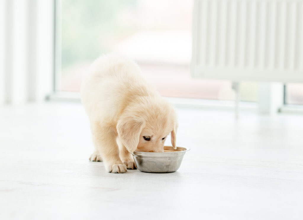 Yavru Köpek Beslenmesi Nasıl Olmalı? - The Vets Hub