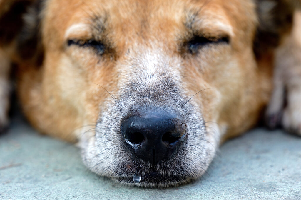 Köpeklerde Distemper - The Vets Hub Veteriner Kliniği İzmir