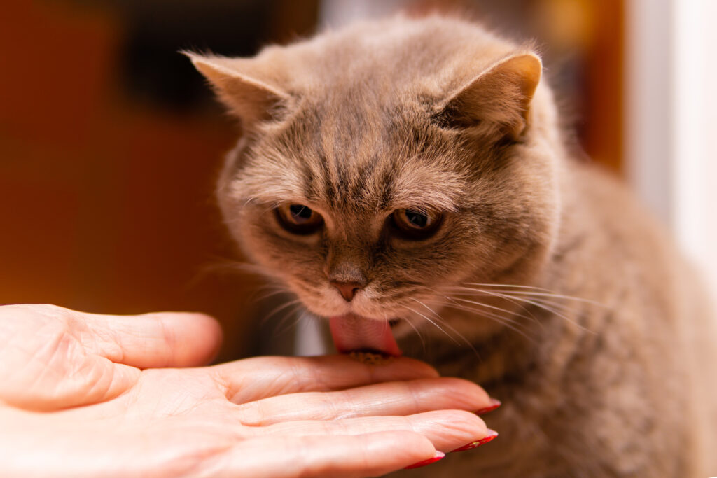 Kedi Maltı Nedir? Ne İşe Yarar? - The Vets Hub