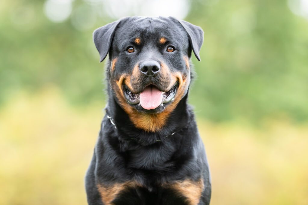 Rottweiler - The Vets Hub
