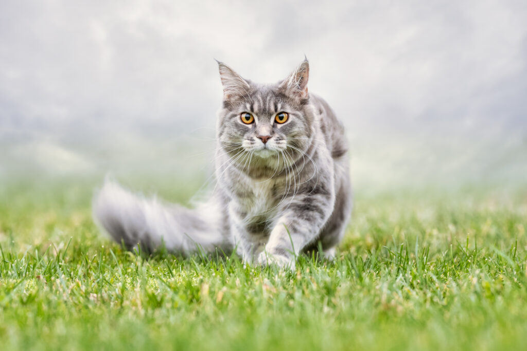 Maine Coon - The Vets Hub Veteriner Kliniği İzmir