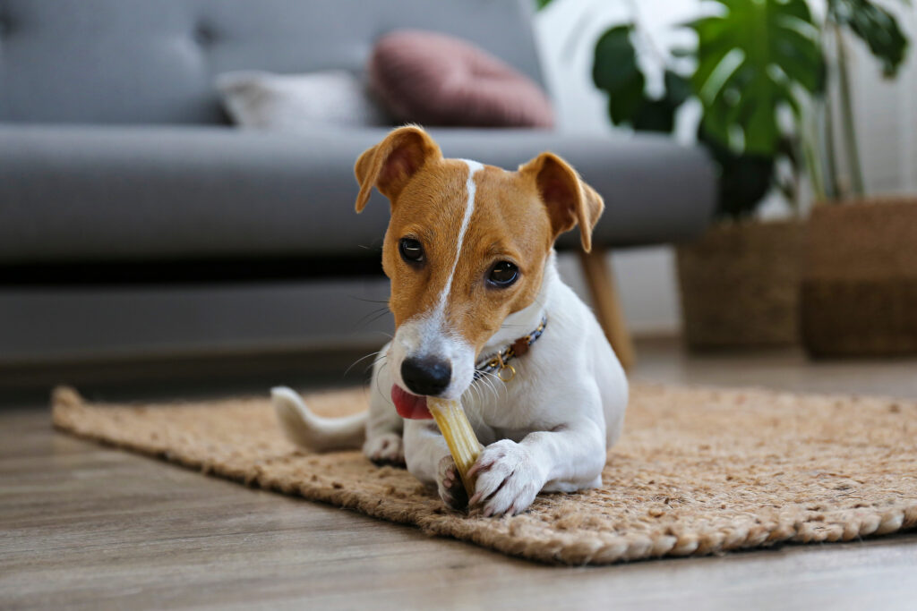 Jack Russell Terrier - The Vets Hub Veteriner Kliniği İzmir