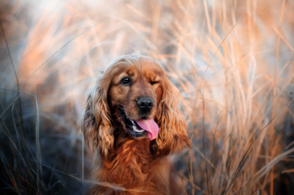 Cocker Spaniel - The Vets Hub Veteriner Kliniği İzmir
