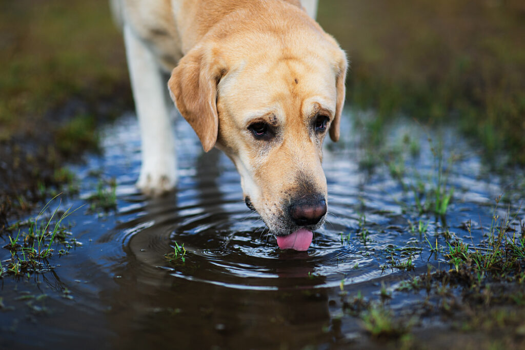 Köpeklerde Leptospiroz - The Vets Hub Veteriner Kliniği İzmir