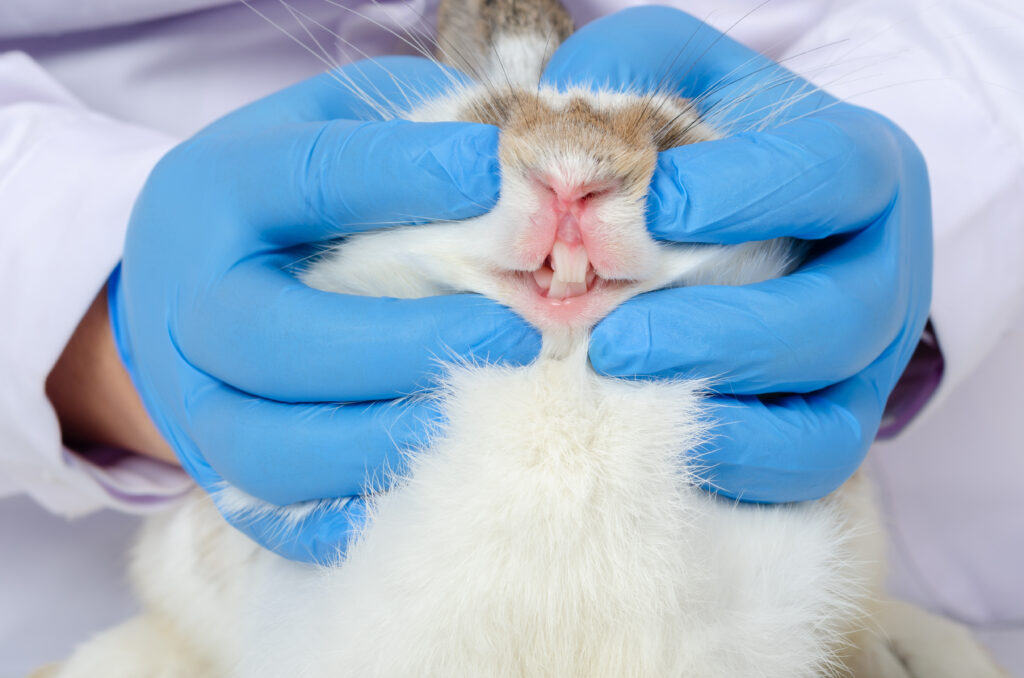 Tavşanlarda Diş Sorunları - The Vets Hub Veteriner Kliniği İzmir