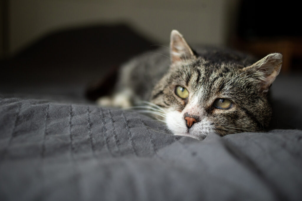 Kedilerde Böbrek Yetmezliği - The Vets Hub Veteriner Kliniği İzmir