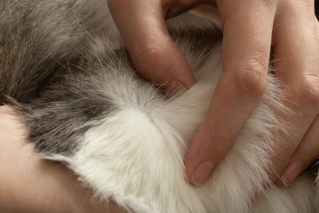 Kedilerde İç ve Dış Parazit Uygulamaları - The Vets Hub