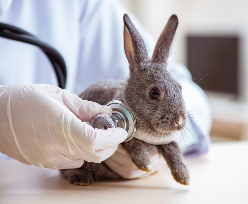 Tavşanlarda E. cuniculi - The Vets Hub Veteriner Kliniği İzmir