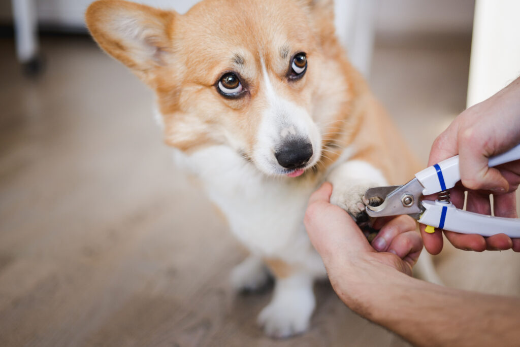 Köpek Tırnak Kesimi Nasıl Yapılır? - The Vets Hub