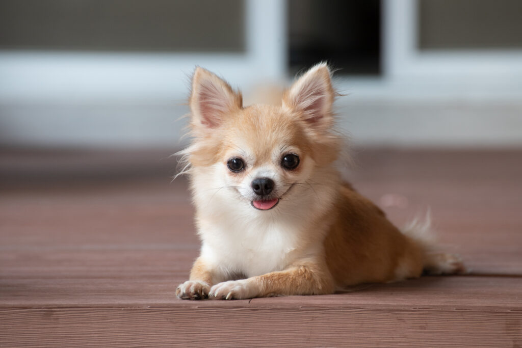 Chihuahua - The Vets Hub