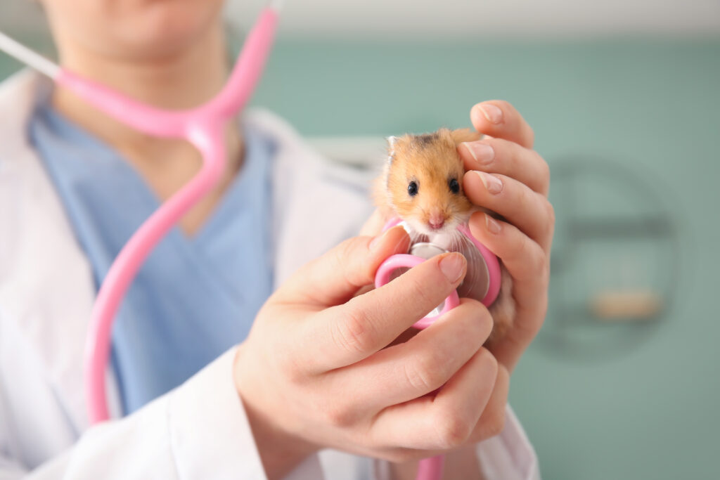 Hamsterlarda Islak Kuyruk - The Vets Hub Veteriner Kliniği İzmir
