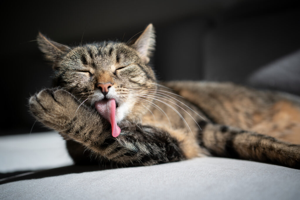 Kedilerde Tüy Yumağı - The Vets Hub Veteriner Kliniği İzmir
