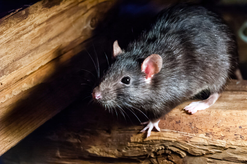 Ratlarda Solunum Yolu Enfeksiyonu - The Vets Hub Veteriner Kliniği İzmir