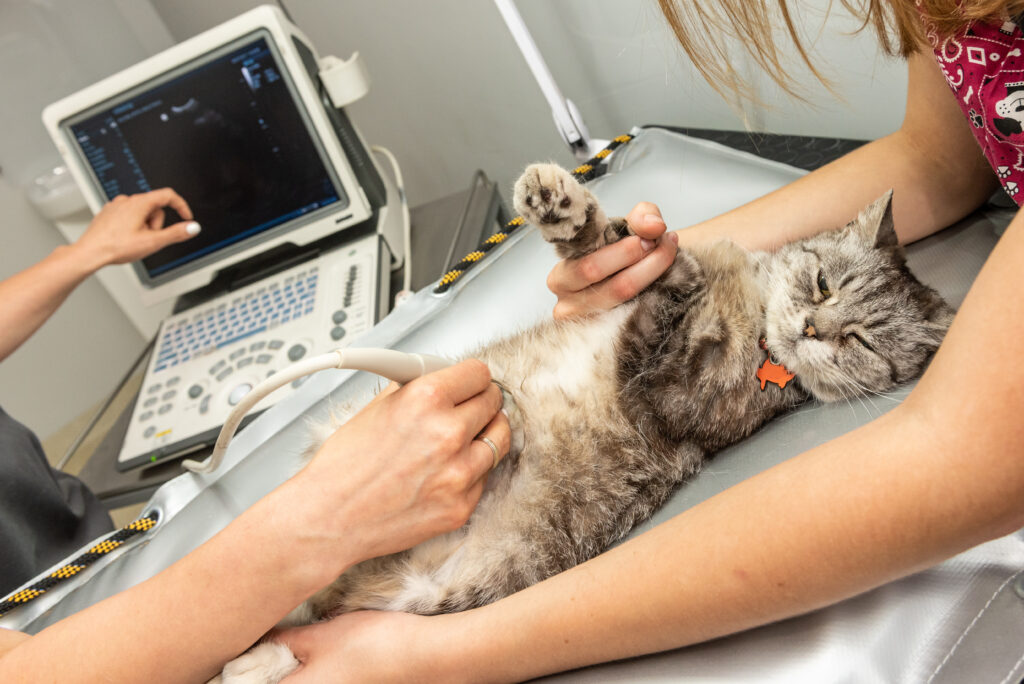 Kedilerde Pankreatit - The Vets Hub Veteriner Kliniği İzmir