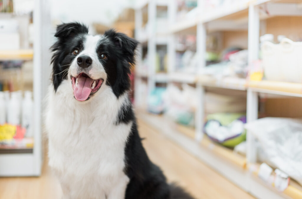 The Vets Hub Petshop