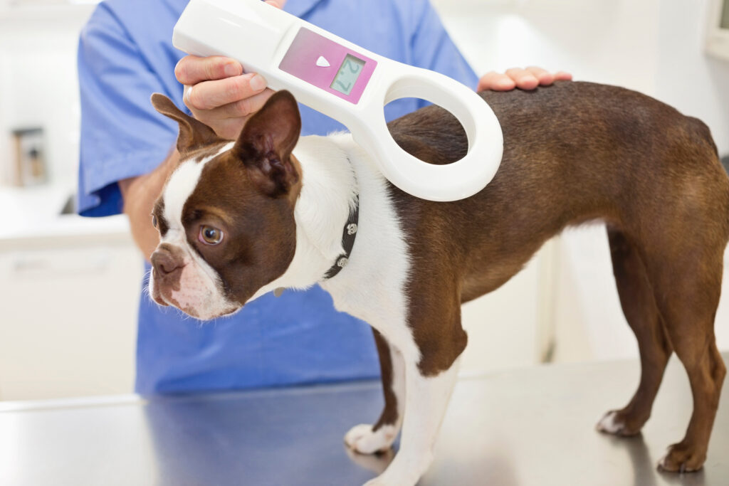 Köpeklerde Mikroçip ve Evcil Hayvan Pasaportu - The Vets Hub