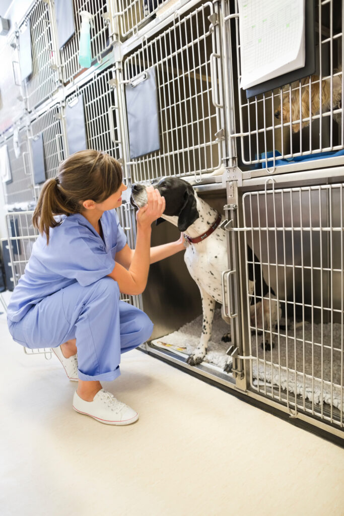 Köpek Hastalıkları - The Vets Hub İzmir Veteriner