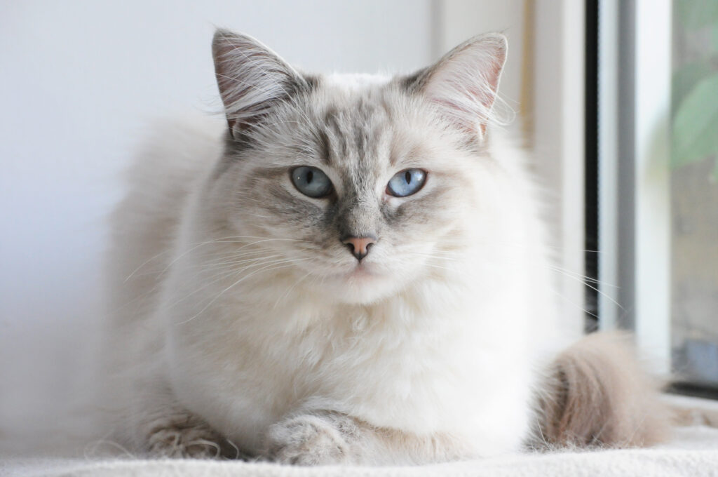 Ragdoll - The Vets Hub