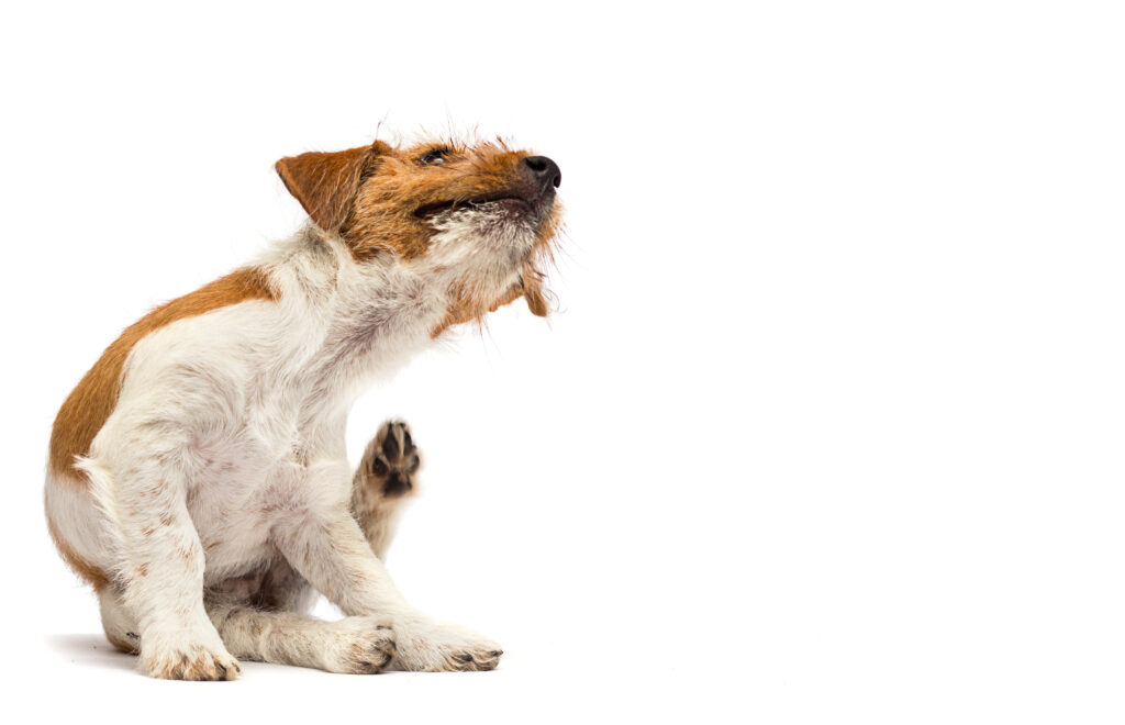 Köpeklerde Atopik Dermatit - The Vets Hub Veteriner Kliniği İzmir
